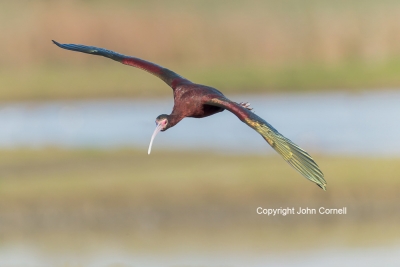 Flying-Bird;Ibis;Photography;Plegadis-chilhi;White-faced-Ibis;action;active;alof